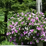 Guest house Haus Susanne 3*